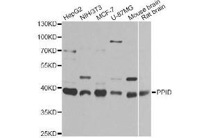 Western blot analysis of extracts of various cell lines, using PPID antibody (ABIN5974177) at 1/1000 dilution. (PPID 抗体)
