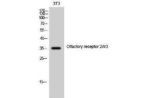 Western Blotting (WB) image for anti-Olfactory Receptor, Family 2, Subfamily W, Member 1-Like (OR2W3) (Internal Region) antibody (ABIN3186078)