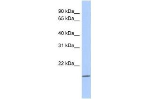 Western Blotting (WB) image for anti-C-Type Lectin-Like 1 (CLECL1) antibody (ABIN2459642)
