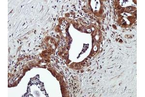 Immunohistochemistry (IHC) image for anti-omega-3 Fatty Acid Receptor 1 (O3FAR1) (N-Term) antibody (ABIN2854731)