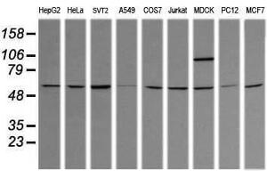 Image no. 3 for anti-Tripartite Motif Containing 38 (TRIM38) (AA 1-265) antibody (ABIN1490679) (TRIM38 抗体  (AA 1-265))