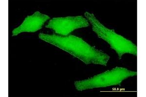 Immunofluorescence of purified MaxPab antibody to PLEKHO1 on HeLa cell. (PLEKHO1 抗体  (AA 1-409))