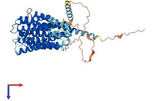 SLC19A3 Protein (AA 1-488) (His tag)