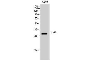 Western Blotting (WB) image for anti-Interleukin 20 (IL20) (Internal Region) antibody (ABIN3185167) (IL-20 抗体  (Internal Region))