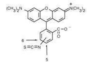 Image no. 1 for anti-Rhodamine antibody (ABIN106554)