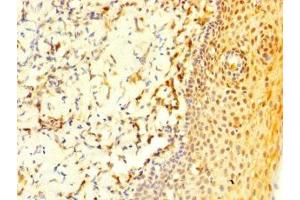 Immunohistochemistry of paraffin-embedded human tonsil tissue using ABIN7148239 at dilution of 1:100 (COL2A1 抗体  (AA 1143-1297))