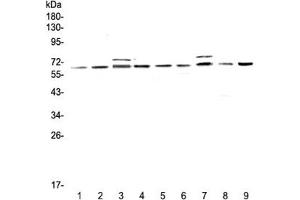 Western blot testing of rat 1) testis, 2) thymus, 3) brain, 4) lung and mouse 5) testis, 6) thymus, 7) brain, 8) lung and 9) HEPA1-6 lysate with CDC45 antibody at 0. (CDC45 抗体)