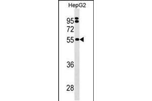 Western blot analysis in HepG2 cell line lysates (35ug/lane). (SEPSECS 抗体  (C-Term))