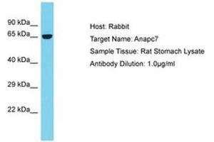 ANAPC7 抗体  (AA 387-436)