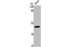 Western Blot analysis of K562 cells using β-1,4-Gal-T5 Polyclonal Antibody (B4GALT5 抗体  (C-Term))