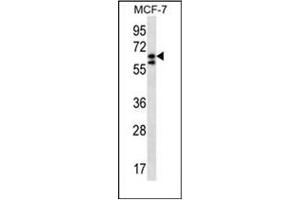 Western blot analysis of POGK Antibody (N-term) in MCF-7 cell line lysates (35ug/lane). (POGK 抗体  (N-Term))
