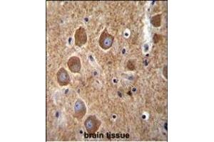 K6 Antibody (Center) (ABIN656098 and ABIN2845441) immunohistochemistry analysis in formalin fixed and raffin embedded human brain tissue followed by peroxidase conjugation of the secondary antibody and DAB staining. (PAK6 抗体  (AA 268-297))