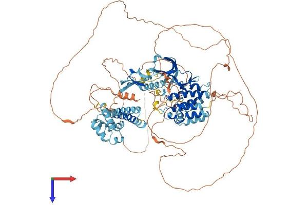 KSR1 Protein (AA 1-923) (His tag)