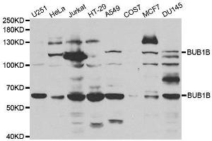 Western blot analysis of extracts of various cell lines, using BUB1B antibody. (BUB1B 抗体  (AA 1-260))
