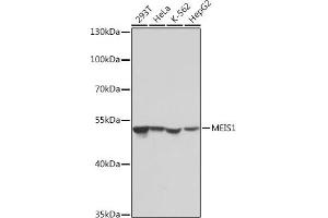 Western blot analysis of extracts of various cell lines, using MEIS1 antibody (ABIN7268449) at 1:1000 dilution. (MEIS1 抗体)