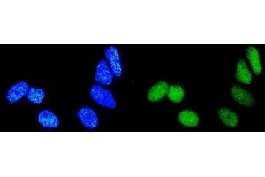 IF analysis of Rab9/RAB9A using anti-Rab9/RAB9A antibody (ABIN3044539). (RAB9A 抗体  (C-Term))