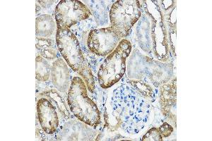 Immunohistochemistry of paraffin-embedded mouse kidney using CNPY2 Rabbit pAb  at dilution of 1:100 (40x lens). (CNPY2/MSAP 抗体  (AA 1-182))
