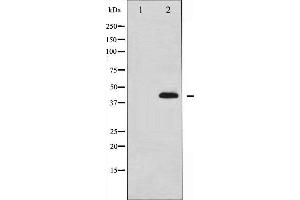 Western Blotting (WB) image for anti-Mitogen-Activated Protein Kinase 14 (MAPK14) (pTyr322) antibody (ABIN1845575)