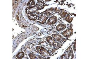 IHC-P Image PDI antibody [N1N3] detects PDI protein at cytosol and membrane on mouse colon by immunohistochemical analysis. (P4HB 抗体)