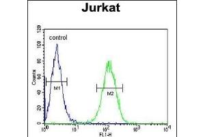 UTP6 Antibody (N-term) (ABIN651489 and ABIN2840264) flow cytometric analysis of Jurkat cells (right histogram) compared to a negative control cell (left histogram). (UTP6 抗体  (N-Term))
