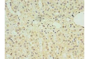Immunohistochemistry of paraffin-embedded human adrenal gland tissue using ABIN7146897 at dilution of 1:100 (CLPB 抗体  (AA 1-350))