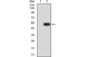 Western blot analysis using CD315 mAb against HEK293 (1) and CD315 (AA: extra 46-221)-hIgGFc transfected HEK293 (2) cell lysate.