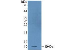 Western blot analysis of recombinant Human PRM1. (PRM1 抗体  (AA 2-51))
