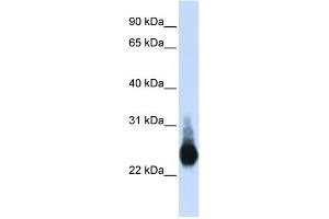 WB Suggested Anti-CLDN5 Antibody Titration:  0. (Claudin 5 抗体  (C-Term))