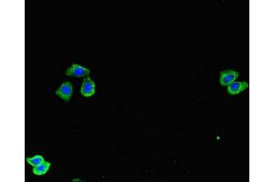 Immunofluorescent analysis of HepG2 cells using ABIN7171790 at dilution of 1:100 and Alexa Fluor 488-congugated AffiniPure Goat Anti-Rabbit IgG(H+L) (SPOCK1 抗体  (AA 290-435))