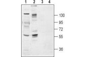 Western Blotting (WB) image for anti-Neurotrophic Tyrosine Kinase, Receptor, Type 2 (NTRK2) (AA 57-70), (Extracellular) antibody (ABIN7043388)