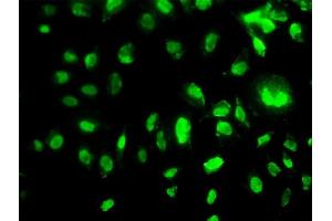 Immunofluorescence of monoclonal antibody to MEOX2 on HeLa cell. (MEOX2 抗体  (AA 1-303))