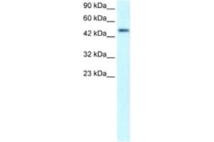 Western Blotting (WB) image for anti-CREB3 Regulatory Factor (CREBRF) antibody (ABIN2460400)