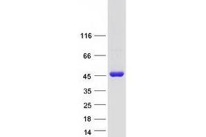 Western Blotting (WB) image for Transcription Elongation Factor A (SII), 3 (TCEA3) protein (Myc-DYKDDDDK Tag) (ABIN2733335)