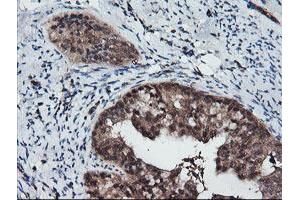 Image no. 5 for anti-Ret Finger Protein-Like 3 (RFPL3) antibody (ABIN1500675) (RFPL3 抗体)