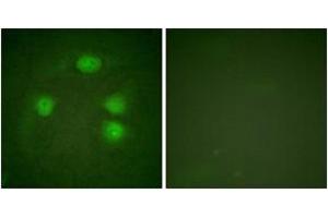 Immunofluorescence (IF) image for anti-Potassium Inwardly-Rectifying Channel, Subfamily J, Member 3 (KCNJ3) (AA 151-200) antibody (ABIN2888872) (KCNJ3 抗体  (AA 151-200))