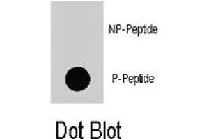 Dot blot analysis of PIK3CD (phospho Y524) polyclonal antibody  on nitrocellulose membrane.