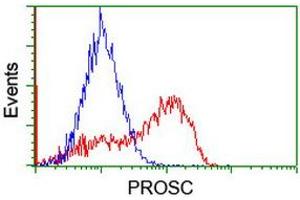 Image no. 2 for anti-Proline Synthetase Co-Transcribed (PROSC) antibody (ABIN1500439) (PROSC 抗体)