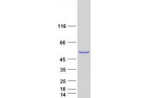 Western Blotting (WB) image for Annexin A7 (ANXA7) (Transcript Variant 2) protein (Myc-DYKDDDDK Tag) (ABIN2714747)