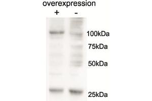 Image no. 1 for anti-Alanyl-tRNA Synthetase 2, Mitochondrial (AARS2) (AA 478-489) antibody (ABIN1099757) (AARS2 抗体  (AA 478-489))