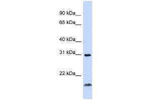 Western Blotting (WB) image for anti-Tumor Necrosis Factor (Ligand) Superfamily, Member 14 (TNFSF14) (Middle Region) antibody (ABIN926880)