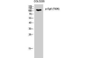 Western Blotting (WB) image for anti-Kinesin Family Member 11 (KIF11) (pThr926) antibody (ABIN3182269) (KIF11 抗体  (pThr926))