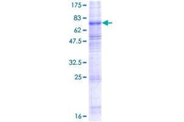 SLC7A11 Protein (AA 1-501) (GST tag)