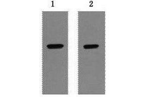 Western Blot analysis of 1 μg Strep II fusion protein using Strep-Tag Monoclonal Antibody at dilution of 1) 1:5000 2) 1:10000. (Strep Tag 抗体)