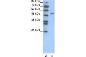Western Blotting (WB) image for anti-Forkhead Box D2 (FOXD2) antibody (ABIN2460280) (FOXD2 抗体)