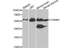 Western blot analysis of extracts of various cell lines, using CAMK4 antibody (ABIN5973050) at 1/1000 dilution. (CAMK4 抗体)