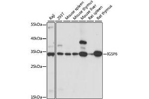 Western blot analysis of extracts of various cell lines, using IGSF6 antibody (ABIN6291162) at 1:1000 dilution. (IGSF6 抗体)