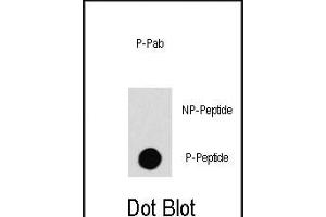 Dot blot analysis of anti-RAF1-p Phospho-specific Pab (R) on nitrocellulose membrane. (RAF1 抗体  (pSer259))