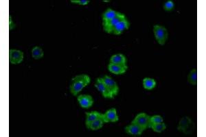 Immunofluorescence staining of HepG2 cells with ABIN7167505 at 1:100, counter-stained with DAPI. (PTPRF 抗体  (AA 688-970))