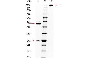 SDS-PAGE (SDS) image for anti-AKT 1/2/3 antibody (ABIN349616)