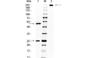 SDS PAGE of Mouse anti-AKT Monoclonal Antibody. (AKT1 抗体  (C-Term))